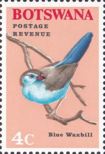 Blue Waxbill (Uraeginthus angolensis)