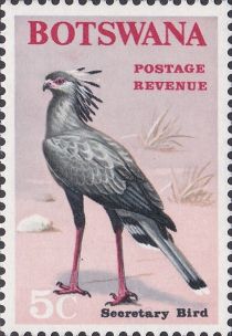 Secretary Bird (Sagittarius serpentarius)