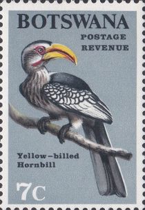 Southern Yellow-billed Hornbill (Tockus leucomelas)