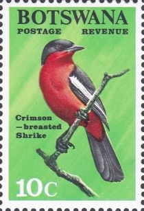 Crimson-breasted Shrike (Laniarius atrococcineus)