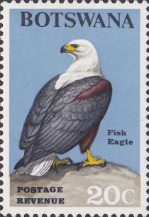 African Fish-Eagle (Haliaeetus vocifer)