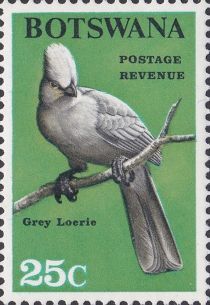 Grey Loerie (Corythaixoides concolor)