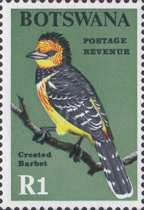 Crested Barbet (Trachyphonus vaillantii)