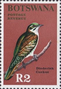 Dideric Cuckoo (Chrysococcyx caprius)