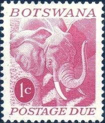 African Elephant (Loxodonta africana)