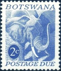 African Elephant (Loxodonta africana)