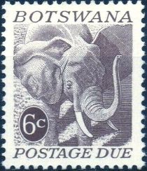 African Elephant (Loxodonta africana)