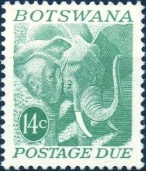 African Elephant (Loxodonta africana)