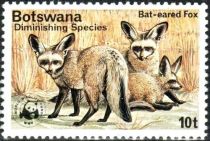 Bat-eared Fox (Otocyon megalotis)