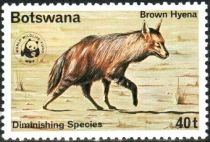 Brown Hyaena (Hyaena brunnea)