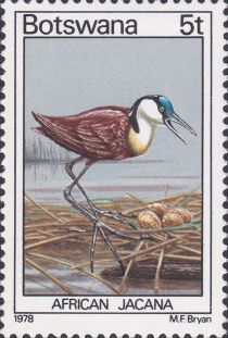 African Jacana (Actophilornis africanus)