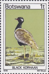 Northern Black Korhaan(Eupodotis afroides)