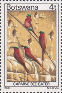 Southern Carmine Bee-eater (Merops nubicoides)