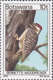 Bennett's Woodpecker (Campethera bennettii)