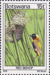 Southern Red Bishop (Euplectes orix)