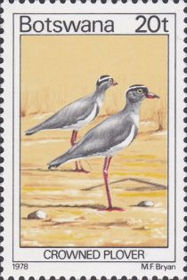 Crowned Plover (Vanellus coronatus)