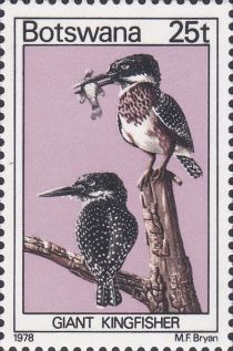 Giant Kingfisher (Megaceryle maxima)