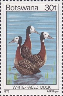 White-faced Duck (Dendrocygna viduata)