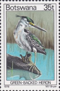 Green-backed Heron (Butorides striata)