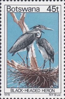 Black-headed Heron (Ardea melanocephala)