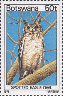 Spotted Eagle-Owl (Bubo africanus)