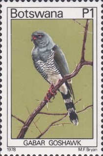 Gabar Goshawk (Micronisus gabar)