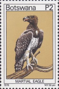 Martial Eagle (Polemaetus bellicosus)