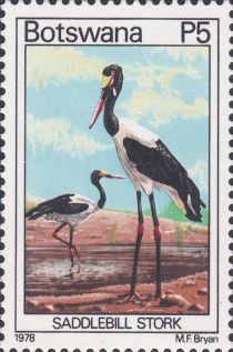 Saddlebill Stork (Ephippiorhynchus senegalensis)