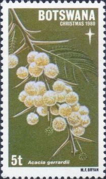 Acacia gerrardii