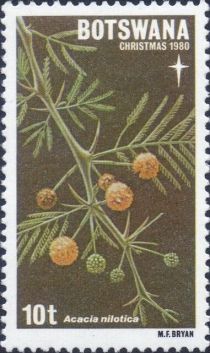 Acacia nilotica