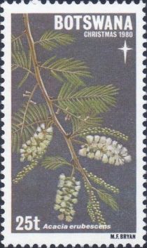 Acacia erubescens