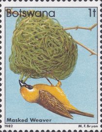 Southern Masked Weaver (Ploceus velatus)