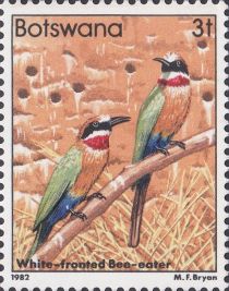 White-fronted Bee-eater (Merops bullockoides)