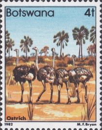 Common Ostrich (Struthio camelus)