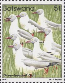 Grey-headed Gull (Chroicocephalus cirrocephalus)