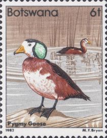 African Pygmy Goose (Nettapus auritus)