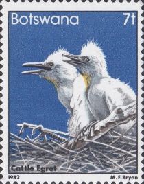 Cattle Egret (Bubulcus ibis)