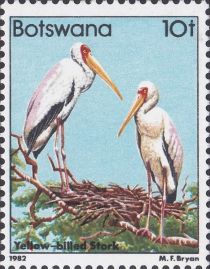 Yellow-billed Stork (Mycteria ibis)