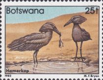 Hamerkop (Scopus umbretta)