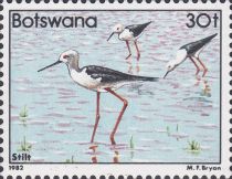 Black-winged Stilt (Himantopus himantopus)