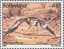 Wattled Plover (Vanellus senegallus)