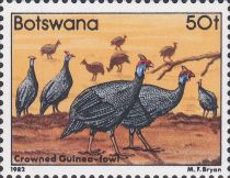 Helmeted Guineafowl (Numida meleagris)