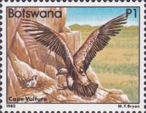 Cape Vulture (Gyps coprotheres)