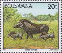 Common Warthog (Phacochoerus africanus)