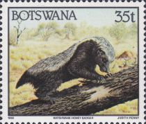 Honey Badger (Mellivora capensis)