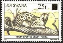 Cape Genet (Genetta tigrina)