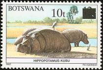 Hippopotamus (Hippopotamus amphibius)