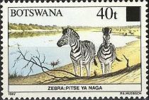 Burchell's Zebra (Equus burchelli)