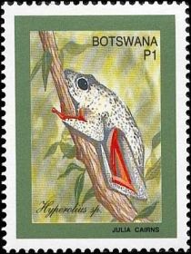 African Reed Frog (Hyperolius sp.)