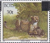 Cheetah (Acinonyx jubatus)